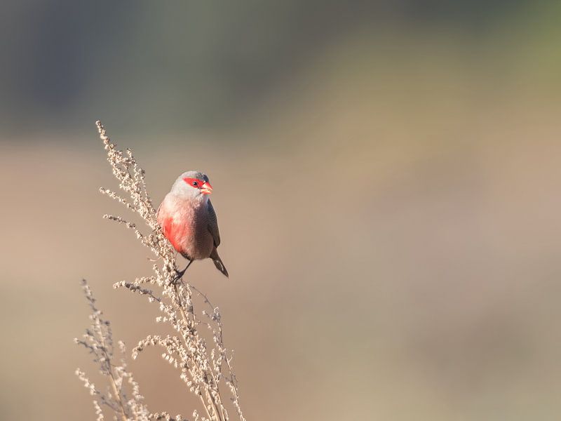 Astrild ondulé par Bert Snijder