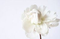 White peony on white background
