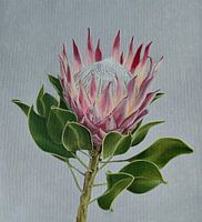 Protea