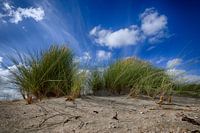 Duinen bij Noordwijk