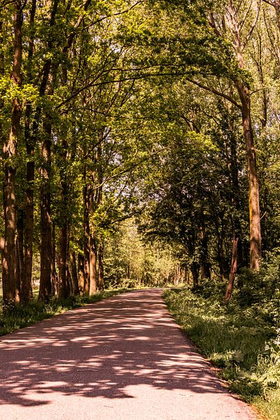 Lage Bergse Bos - Sonnenweg Nr. 2 von Deborah de Meijer