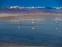 flamingos in het nationale park in Chili