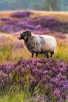 Ein Schaf auf der Heide.