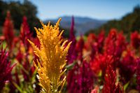 Schöne farbige Blumen in Boschendael, Südafrika.