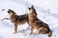 Howling wolves