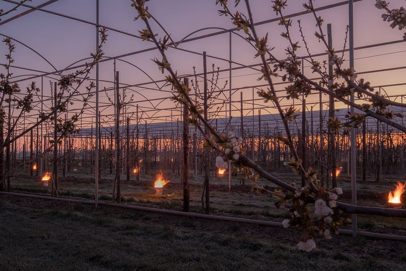 Fire pots cherry orchard by Moetwil en van Dijk - Fotografie
