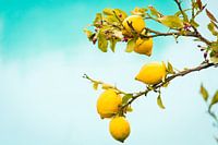 Zitronen aus Sizilien