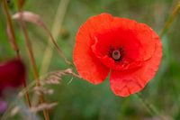 Roter Mohn