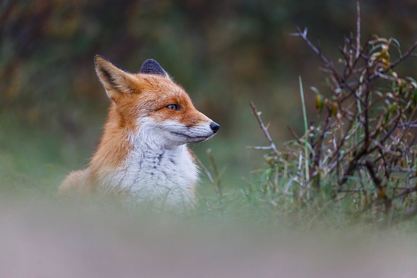 Portret van een vos von Pim Leijen