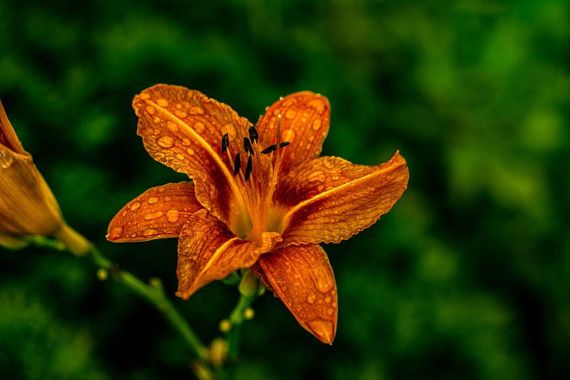 Unterwegs in der Natur von Johnny Flash