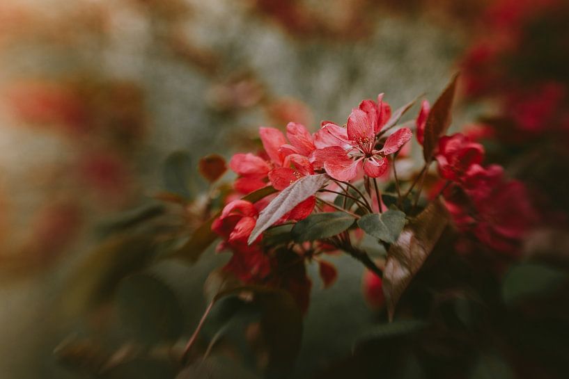 Silky Mood by Hiske Boon