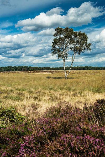 Einsame Birke von Peet Romijn
