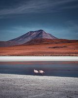Flamingos on the Bolivian High Plains | Bolivia