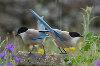 Des pies bleues examinent la zone.