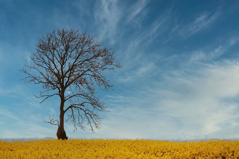 arbre dans un champ de colza par Yvonne Blokland
