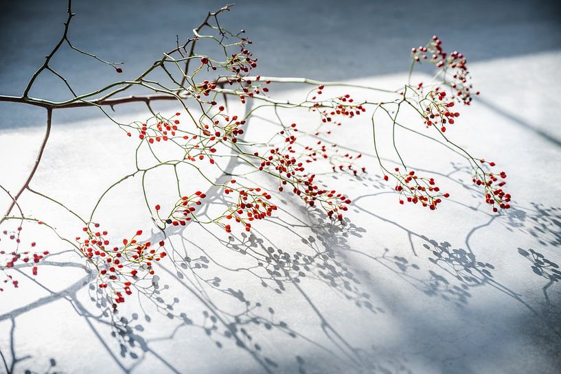 Stilleben von Anita Kabbedijk