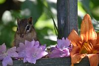 Ein Eichhörnchen im Garten im Sommer