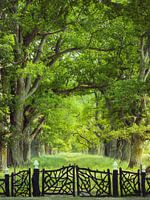 Allée des chênes en été