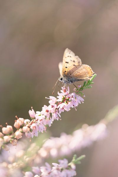 Ambrace. von Alie Ekkelenkamp