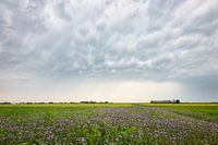 Stürmischer Himmel über einem lila Kleefeld