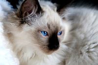 Ragdoll kitten met blauwe ogen