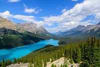 L'enchantement du lac Peyto - Le joyau des Rocheuses canadiennes