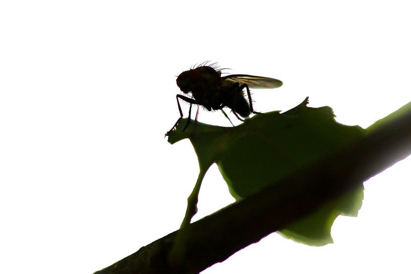 Fly on leaf by Jos Verhoeven