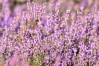 Blühende Heidelandschaft?