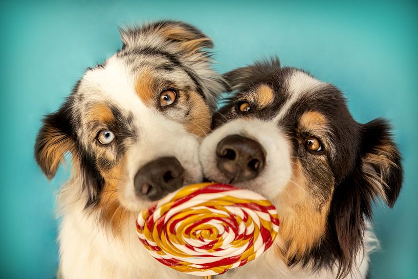 Twee Australische herdershonden met lolly van Annabell Gsödl