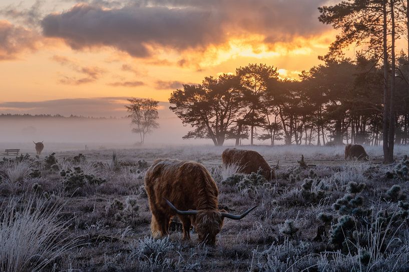 Le feu et la glace par Koen Boelrijk Photography