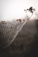 Foggy Spider pt 2