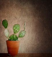 Ein kleiner grüner Kaktus....