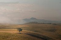 Baum in der Morgensonne