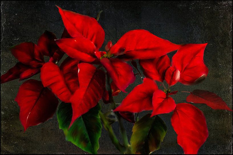 Peinture florale - Étoile de Noël par Christine Nöhmeier