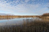 Restful views of the Oostvaardersplassen