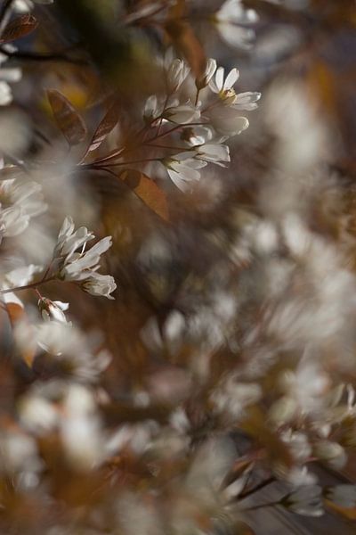 Krentebloesem von Ronald Wilfred Jansen