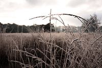 Detail nature in winter
