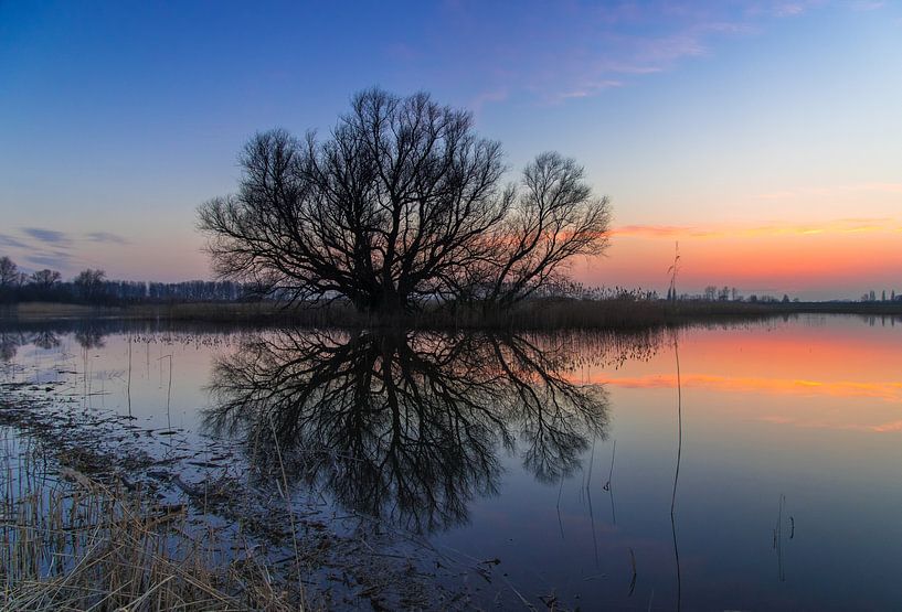 Tree van Eric van Schaijk