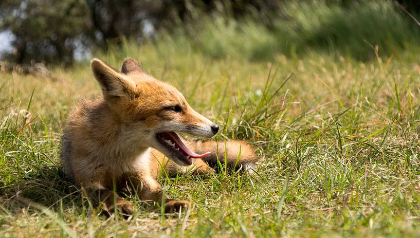 Jong vosje. par Robert Moeliker
