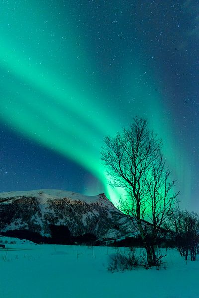 Nordlichter  über den Lofoten in Nordnorwegen von Sjoerd van der Wal Fotografie
