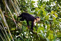 Witschouderkapucijnaap in de natuur