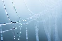 Dew drops in the web