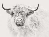 Schotse hooglander high key