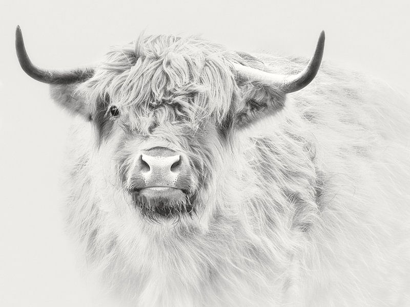 Schottischer Highlander-Highkey von Maickel Dedeken