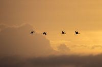 Kraniche in der Morgensonne