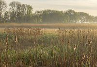 New Dordtse Biesbosch - Reed ridge in the early morning