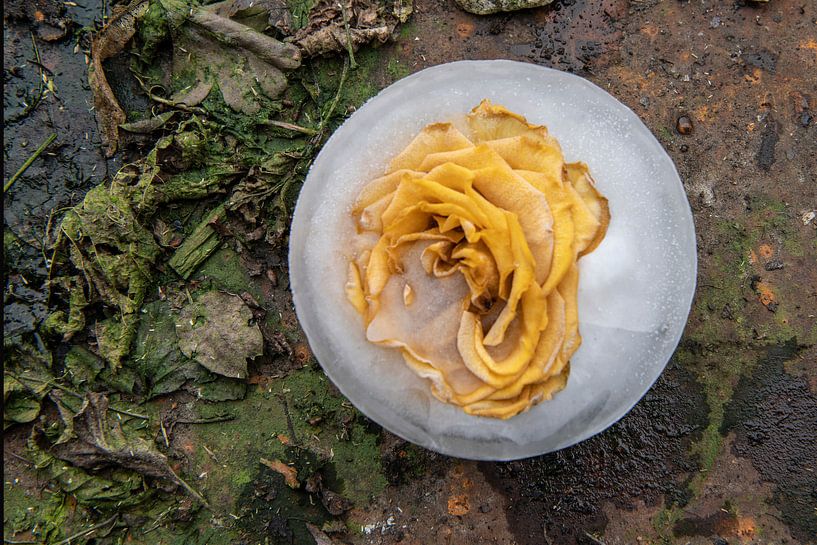 Bevroren Zomer XIV von Guido Van den Troost