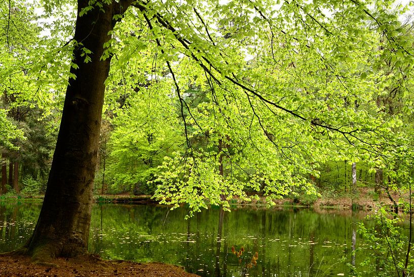 Buche am Wasser von Corinne Welp