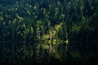 Dunkler Mischwald mit einzelnen Sonnenaufhellungen mit Spiegelung im See