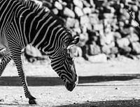 Deep Thoughts in Black and White